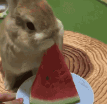 Bunnies Cute GIF - Bunnies Cute Eating Watermelon GIFs