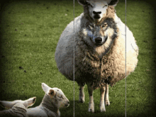 In Sheep GIF - In Sheep Wolves GIFs