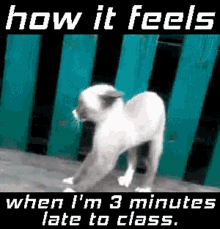How It Feels Late To Class GIF - How It Feels Late To Class Cute Kitty GIFs