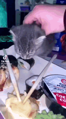 cat thirst cat sushi