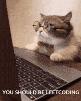 Leetcode Cat GIF - Leetcode Cat Laptop GIFs