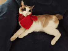 Missing Kitty GIF - Missing Kitty GIFs