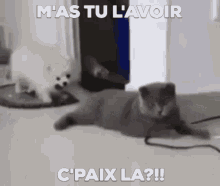 Cat Play Fight GIF