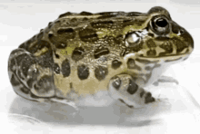 Frog Wait What GIF - Frog Wait What What Happened GIFs