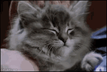 Kitten Head Rub GIF - Scratch GIFs
