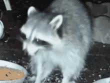 Wildlifecam Raccoon GIF - Wildlifecam Raccoon Trash Panda GIFs