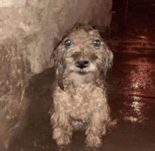 a small dog is sitting in a barrel of water looking at the camera .
