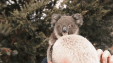 Koala Chilling GIF - Koala Chilling Look At It GIFs