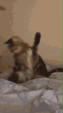 Muskan Gargi Cat Cat GIF - Muskan Gargi Cat Muskan Gargi Cat GIFs