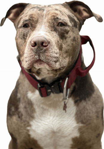 American Bully Sticker - American bully - Discover & Share GIFs