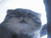 a close up of a cat 's face looking at the camera