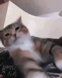 a close up of a cat laying on a bed
