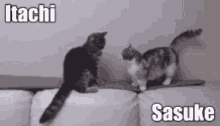Zalen Cats GIF - Zalen Cats Fights GIFs