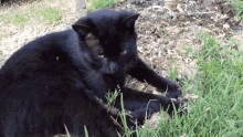 Cute Cat Black Cat GIF - Cute Cat Black Cat Cute Black Cat GIFs