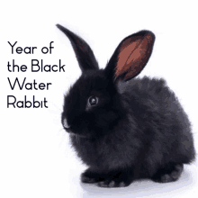 2023 Black Rabbit GIF - 2023 Black Rabbit Nl K0nl GIFs