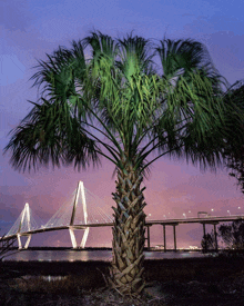 Palmetto State Happiness GIF - Palmetto State Happiness GIFs