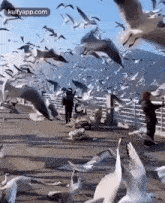 The Bird Is Powered By Its Own Life And By Its Motivation..Gif GIF