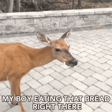 eating bread shewing carbs garlic bread deer