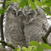 Sleeping Owl GIF