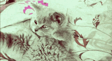 Cat Facepalm GIF - Cat Facepalm Cute GIFs