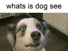 Whats Is Dog See Whats Is Dog Want GIF