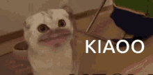 Kiaoo GIF - Kiaoo GIFs