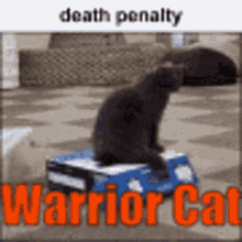 death cat