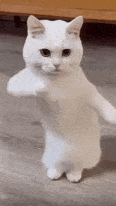 跳舞貓 GIF - 跳舞貓 GIFs