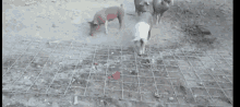 Pig Pigs GIF - Pig Pigs Chase GIFs