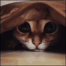 GIF