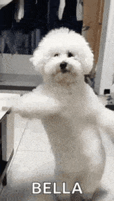 Dancing Dog GIF - Dancing Dog Ai GIFs