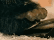 Beat Foot GIF - Beat Foot Gorilla GIFs