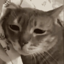 Sad Cat Car GIF - Sad Cat Car Meow GIFs