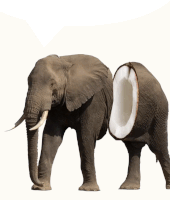 funny elephant meme
