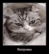 a picture of a cat with a caption that says vatrushka