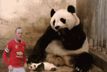 Wayne Rooney Panda GIF - Wayne Rooney Panda Sneezing Panda GIFs