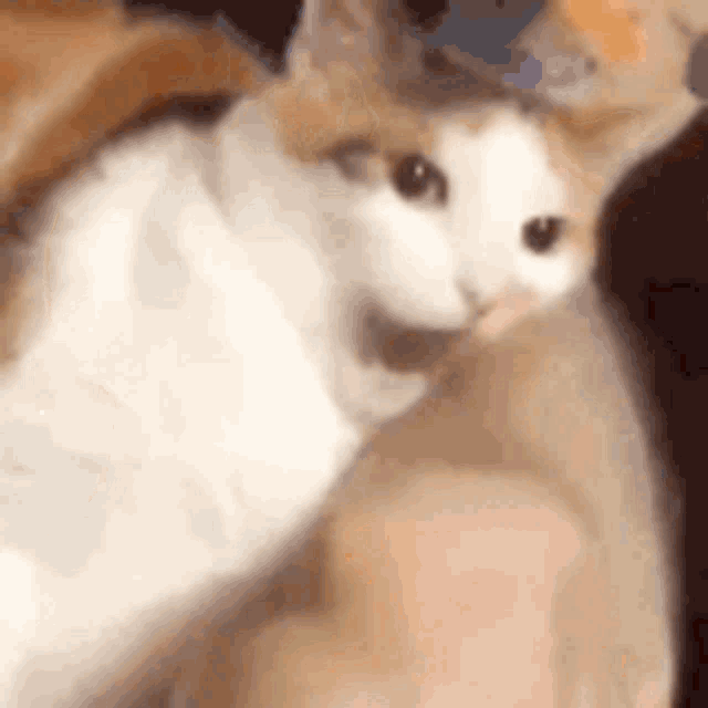 Cute Cat Kitten Bite GIF - CuteCat KittenBite BiteMyLip - Discover