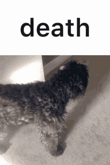 Scotty Berg Dog GIF - Scotty Berg Dog Death GIFs