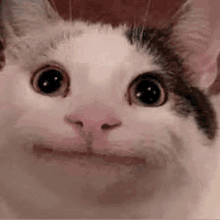 Beluga Cat Meme Discord GIF - Beluga Cat Meme Discord Belugas Hub Discord Server GIFs