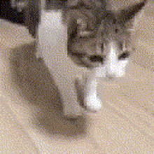 Bruh Buh GIF - Bruh Buh Cat GIFs