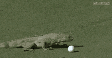 golf lizard lizard golf golfing ball