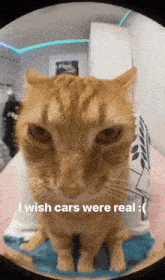 Cat Silly GIF - Cat Silly I Wish Cars Were Real GIFs