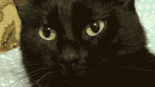 Kunt Black Cat Called Kunt GIF - Kunt Black Cat Called Kunt Black Kunt GIFs