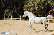 Mahboob Horse GIF - Mahboob Horse Run GIFs