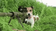 Dog Squirrel GIF - Dog Squirrel Gun GIFs