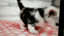 Meow Cute Cat GIF - Meow Cute Cat Kitten GIFs
