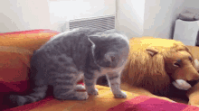 Roll GIF - Ninja Cat Cats GIFs