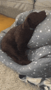 a brown dog is sleeping on a blanket with stars on it