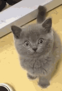 Kitten Yell GIF - Kitten Yell Kitty GIFs