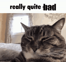 Really Quite Bad Cat Really Quite Bad GIF - Really Quite Bad Cat Really Quite Bad Cat Bad GIFs